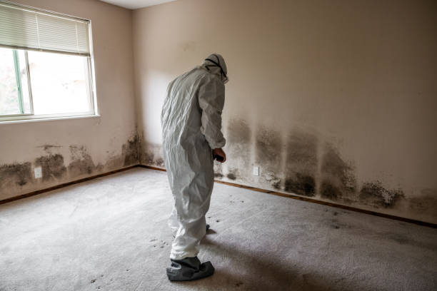 Best Mold Remediation for Healthcare Facilities  in Odessa, FL